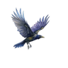 Korp