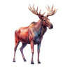 Älg