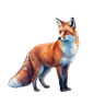 Räv