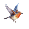 Rödhake